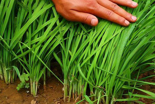 爆料假割韭菜视频大全最新,最新爆料假割韭菜视频大盘点  第1张